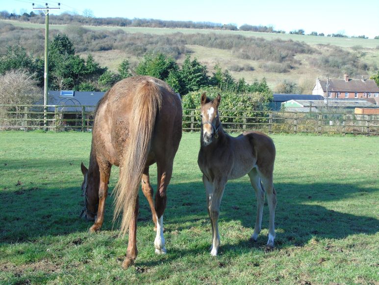 2025 fiilly by Teofilo